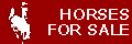 horses for sale