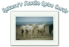 To Nature's Studio Equine Cards and More