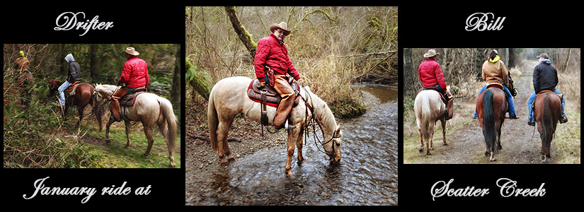 Horses for sale Sand Dunes Ranch 509-946-4110 Richland Wa 99320