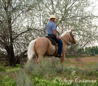 Frosty Sand Dunes Ranch Horses For Sale