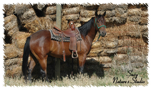 horses for sale washington