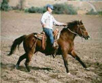 sand dunes ranch, horses