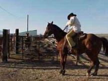 sand dunes ranch, horses