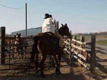 sand dunes ranch, horses