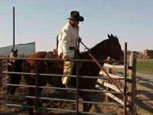 sand dunes ranch, horses