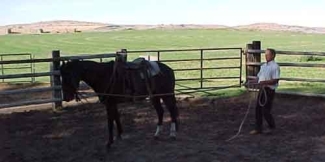 sand dunes ranch, horses