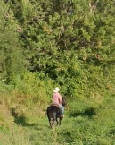 sand dunes ranch, horses